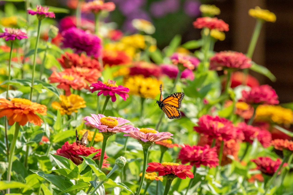garden with pink and red flowers and a butterfly perched on one of the flowers