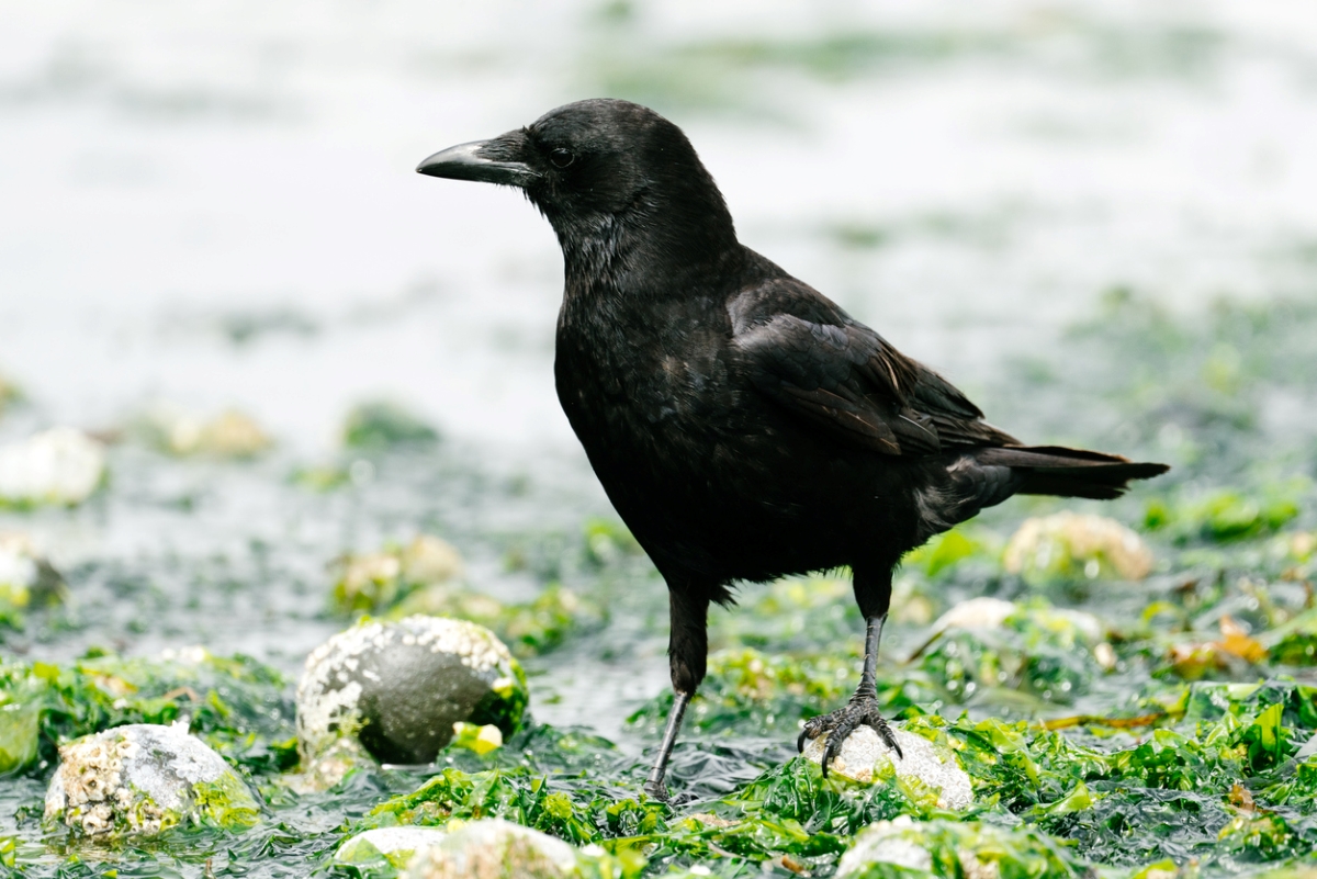 Black crow walking in seaweed