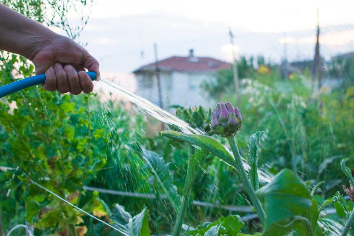 How to Grow Artichokes in a Home Garden Bob Vila