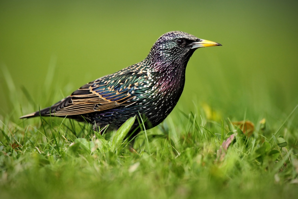 European Starling bird on ground