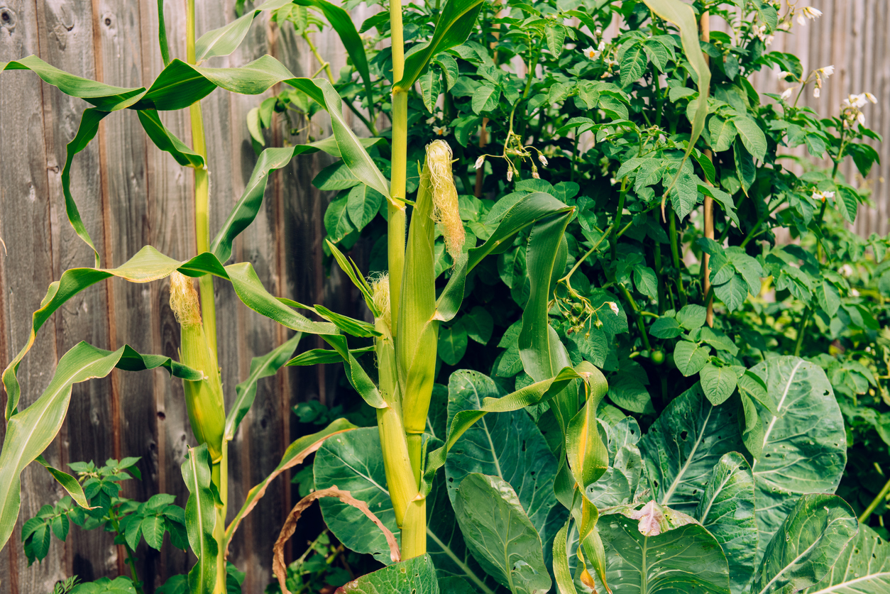 Two corn plants growing in a vegetable bed.
