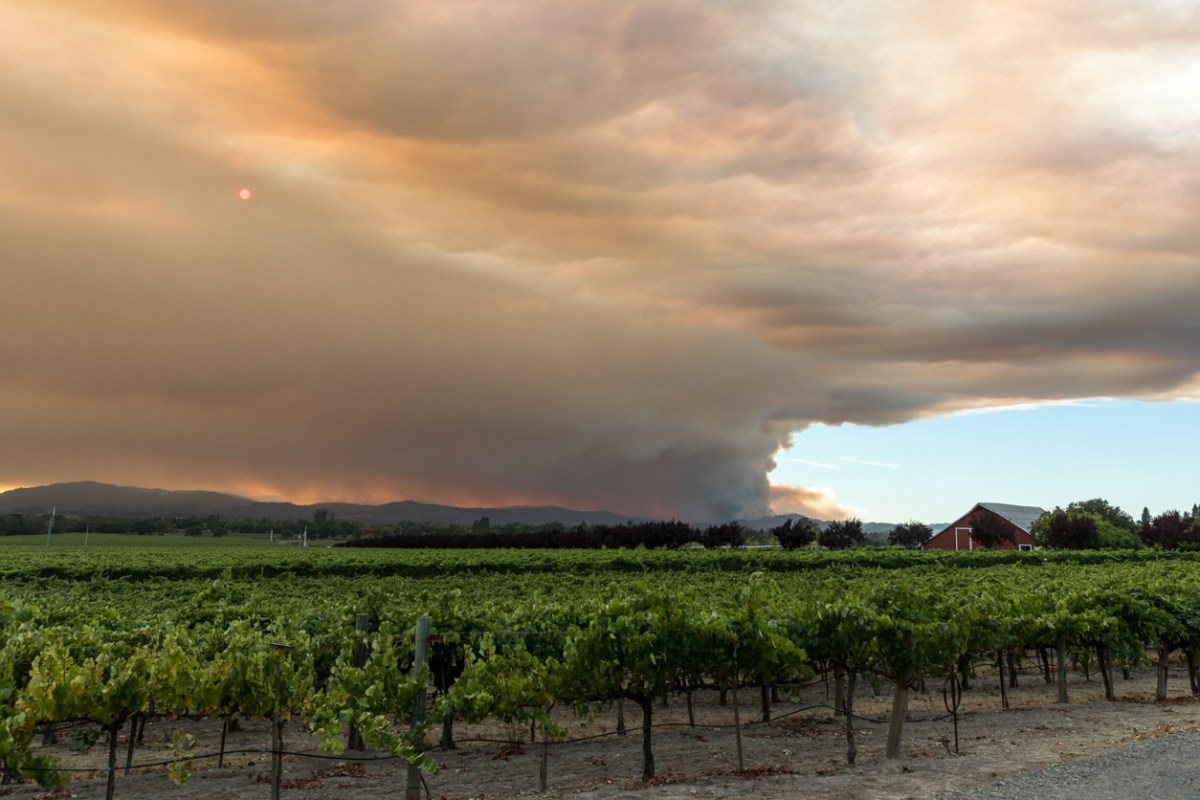 Wide view of smoke emanating from the Walbridge Fire behind one of many vineyards in the area. Santa Rosa, California, USA