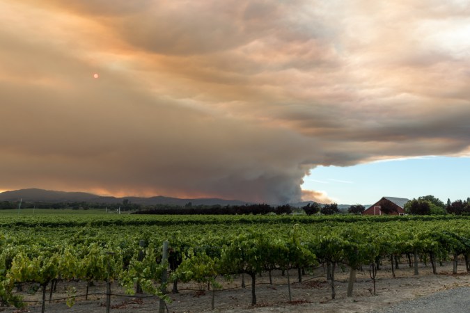 4 Ways Wildfire Smoke Can Affect Your Plants and Homegrown Food Supply