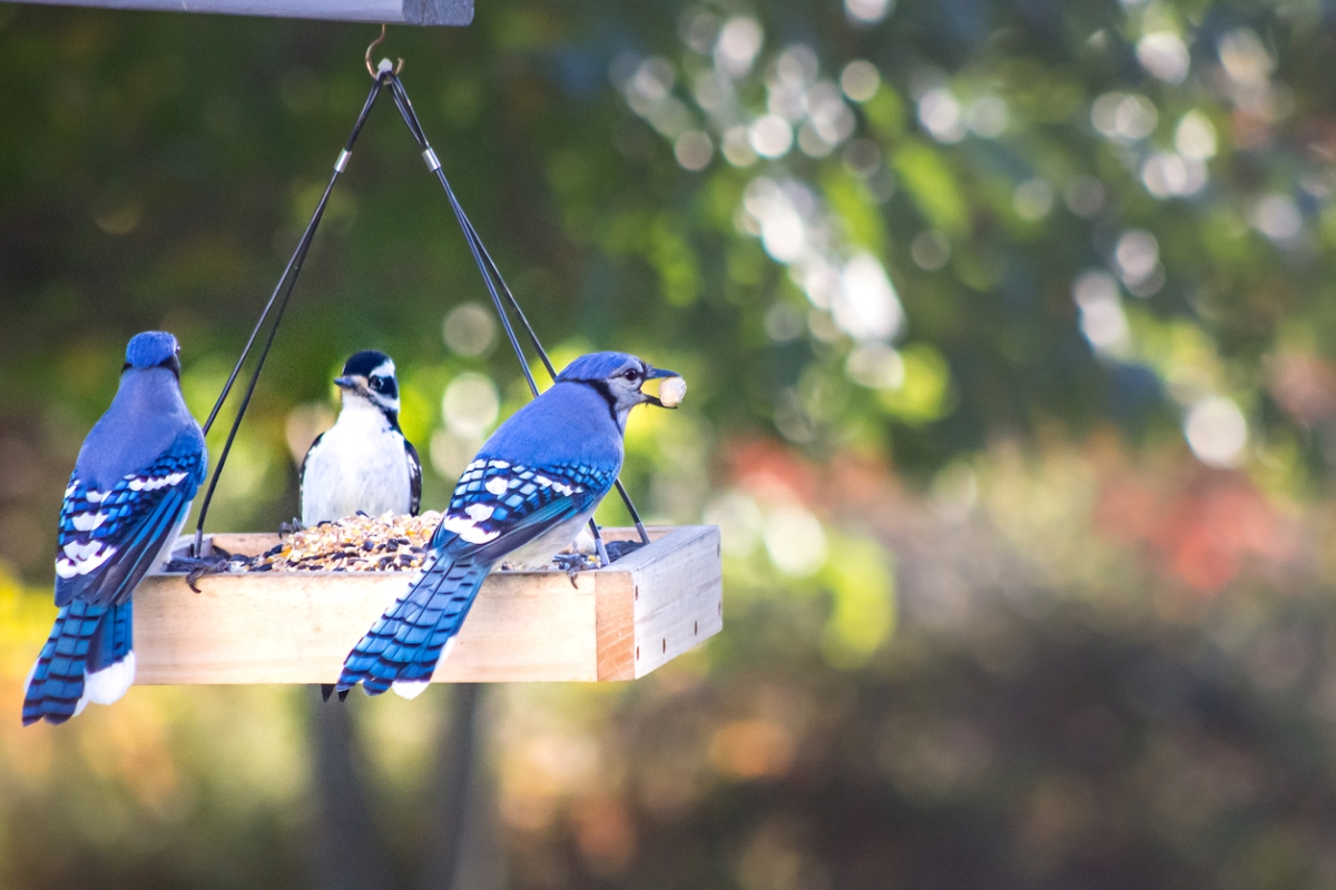 Two blue birds and woodpecker eating from bird feeder