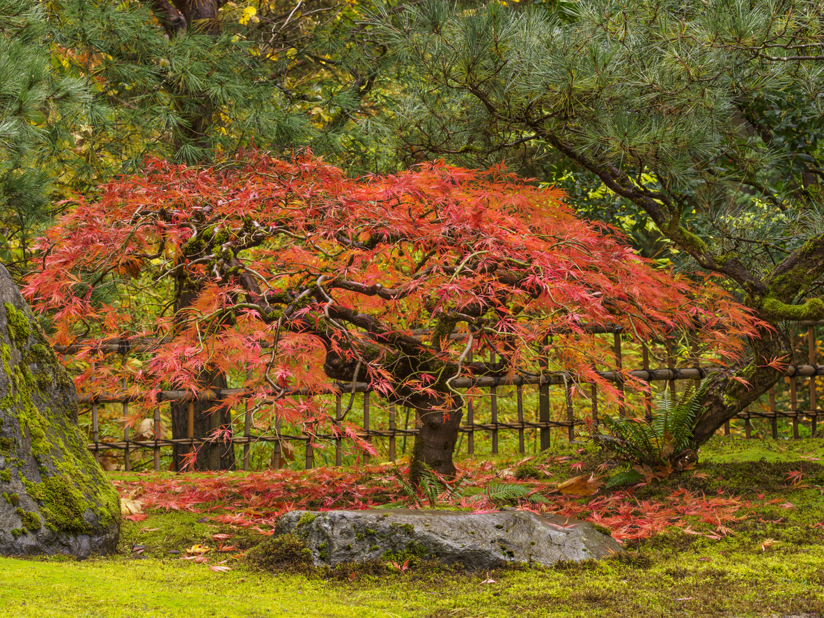 bright red japanese maple tree in yard with evergreen trees with red leaves in bough and on the ground
