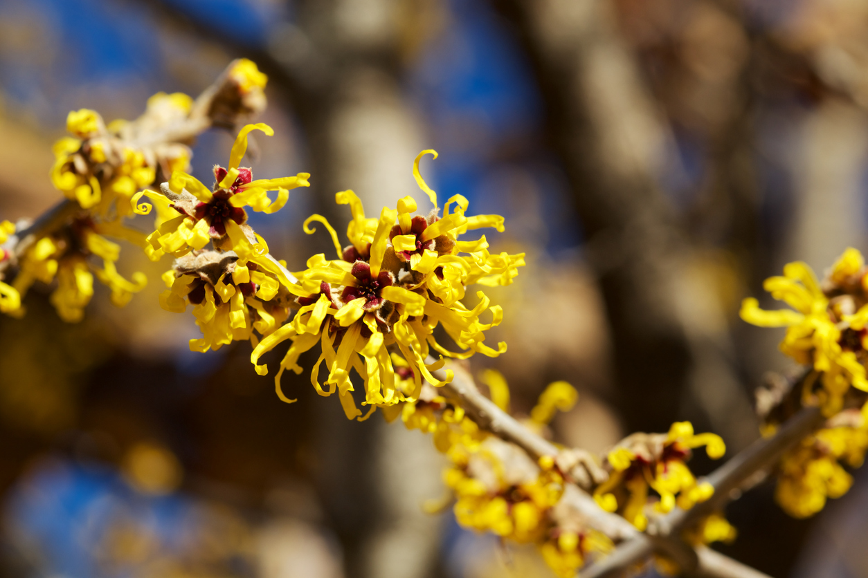 Witch hazel is a beautiful flower that blooms in the mountains with a symbol of early spring.