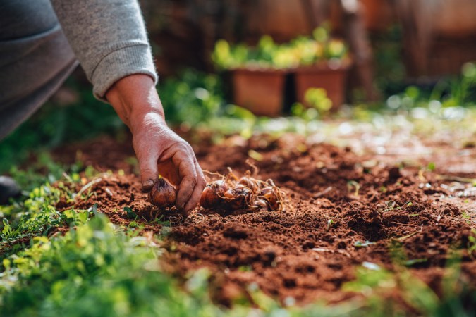 gardener planting bulbs in fall for spring crops and flowers