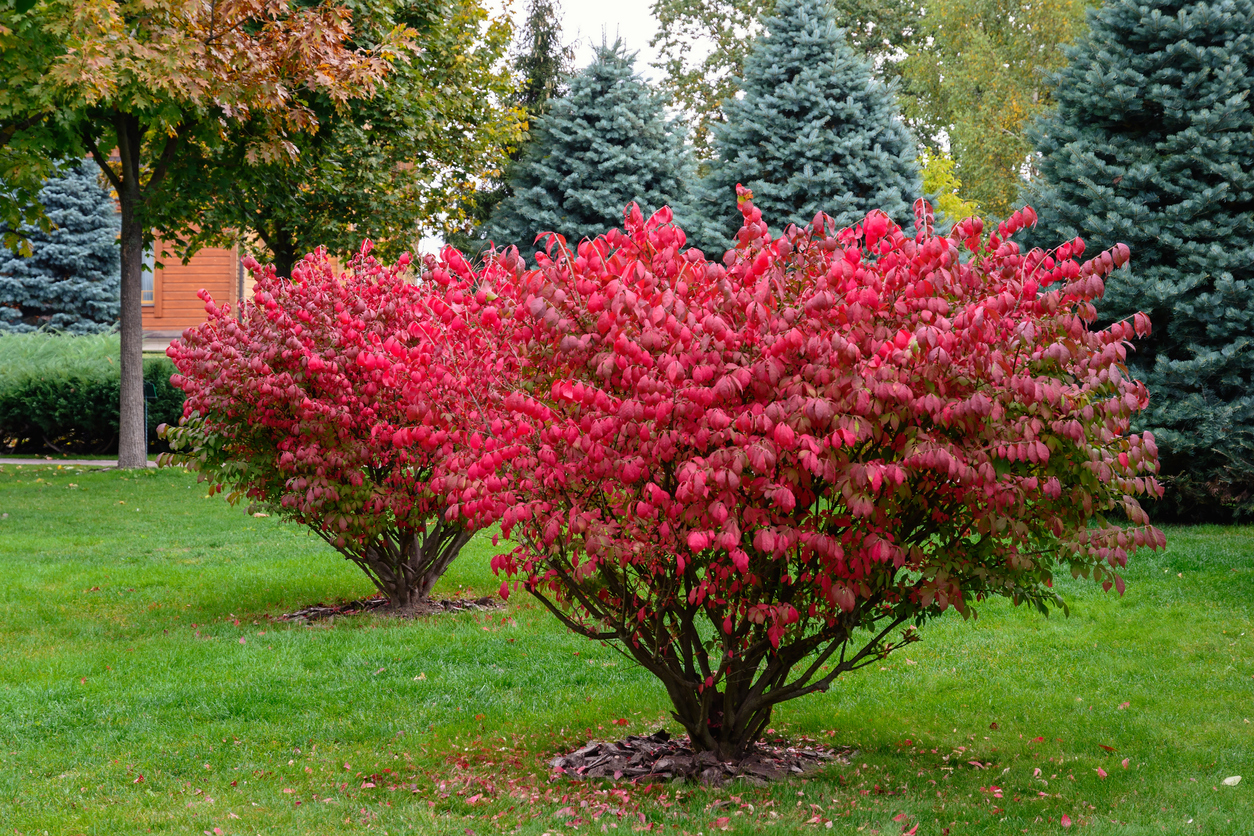two bright red leaved trees in a backyard