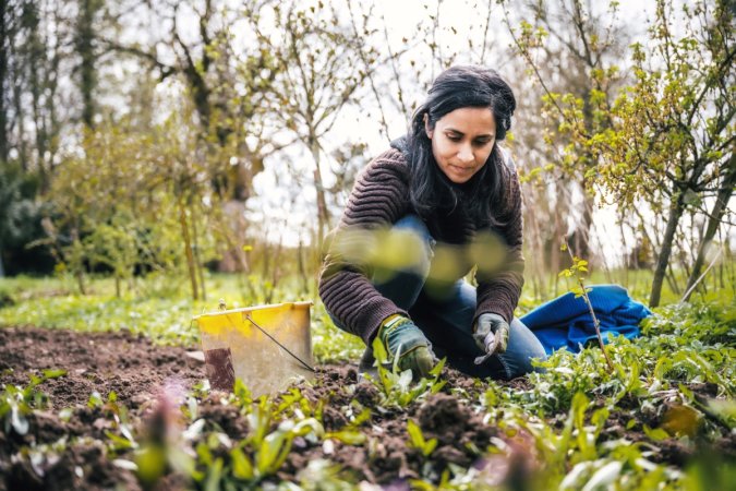 A woman digs weeds in a garden plot.