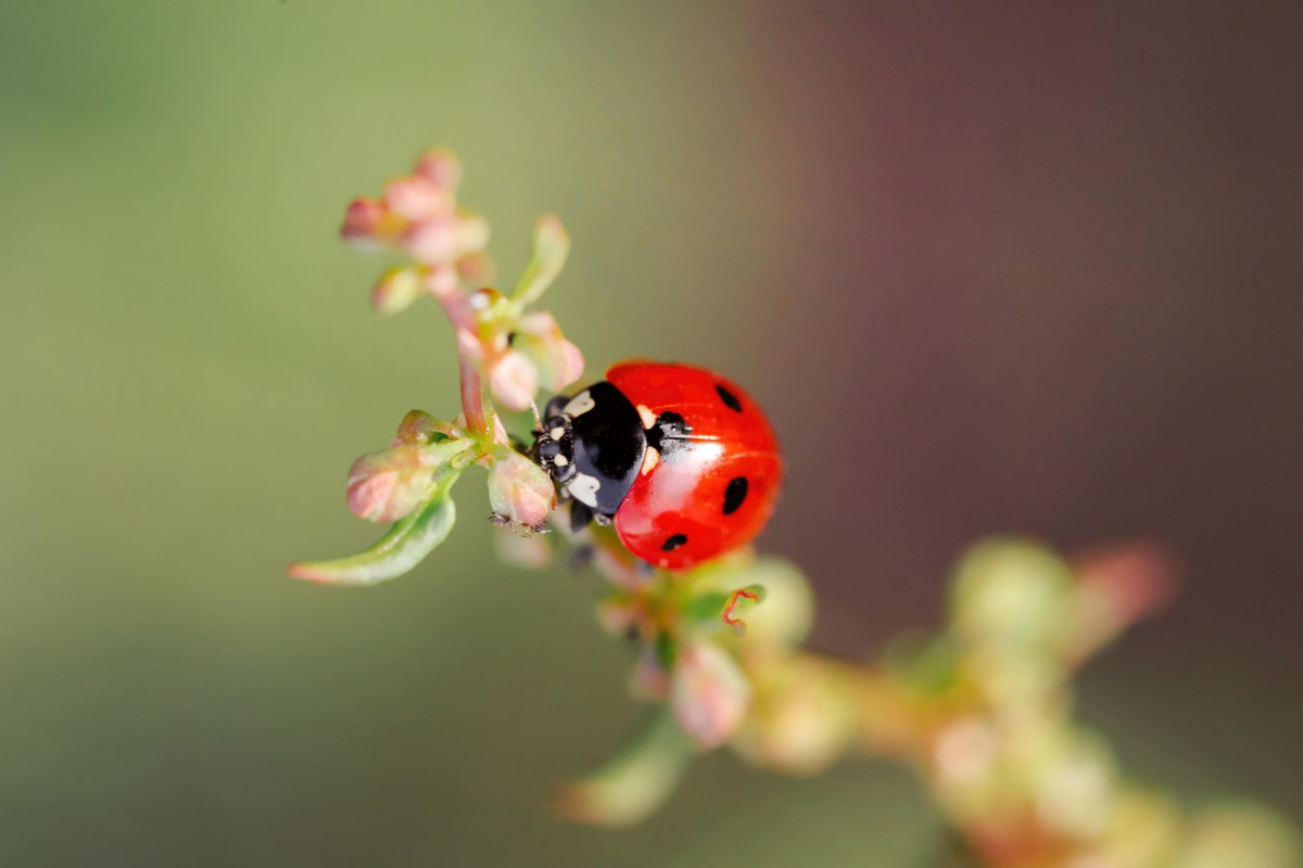 close up of ladybug perched on a small branch