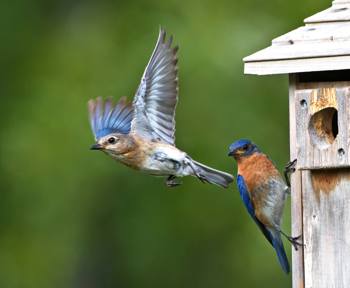two blue birds with nesting box