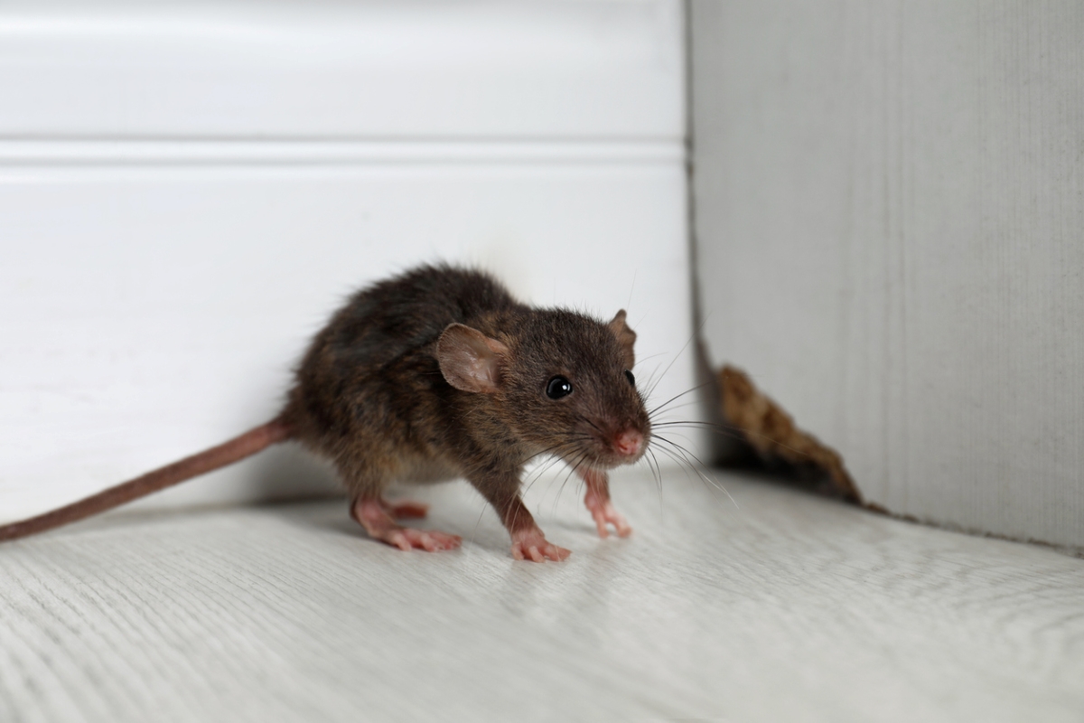 Mouse in floor corner