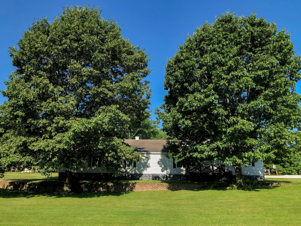 Two pin oak trees shading mobile home