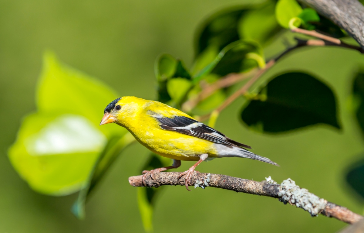 Goldfinch bird on branch