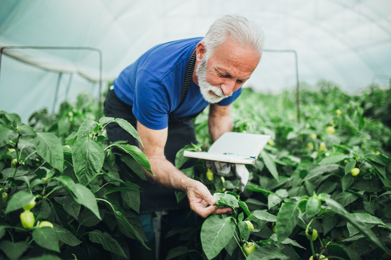 Portrait of a senior man planting peppers at his greenhouse and writing down the progress.