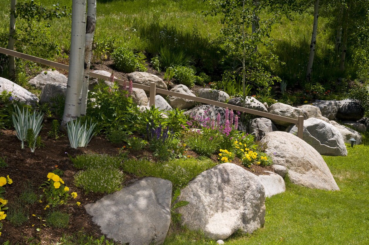 Large boulders used as landscaping which frames a garden of Aspen trees and wildflowers.