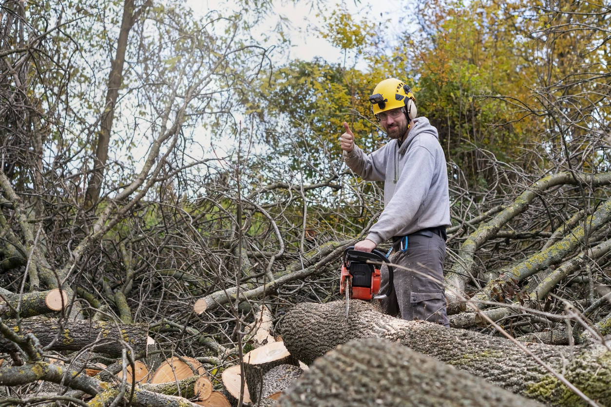 Professional Lumberjack Cutting a big Tree in a backyard.