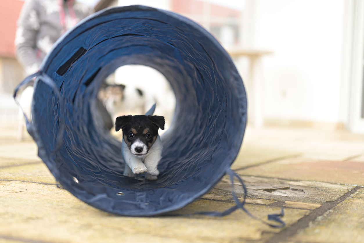 black-and-white-puppy-runs-through-a-collapsible-play-tunnel