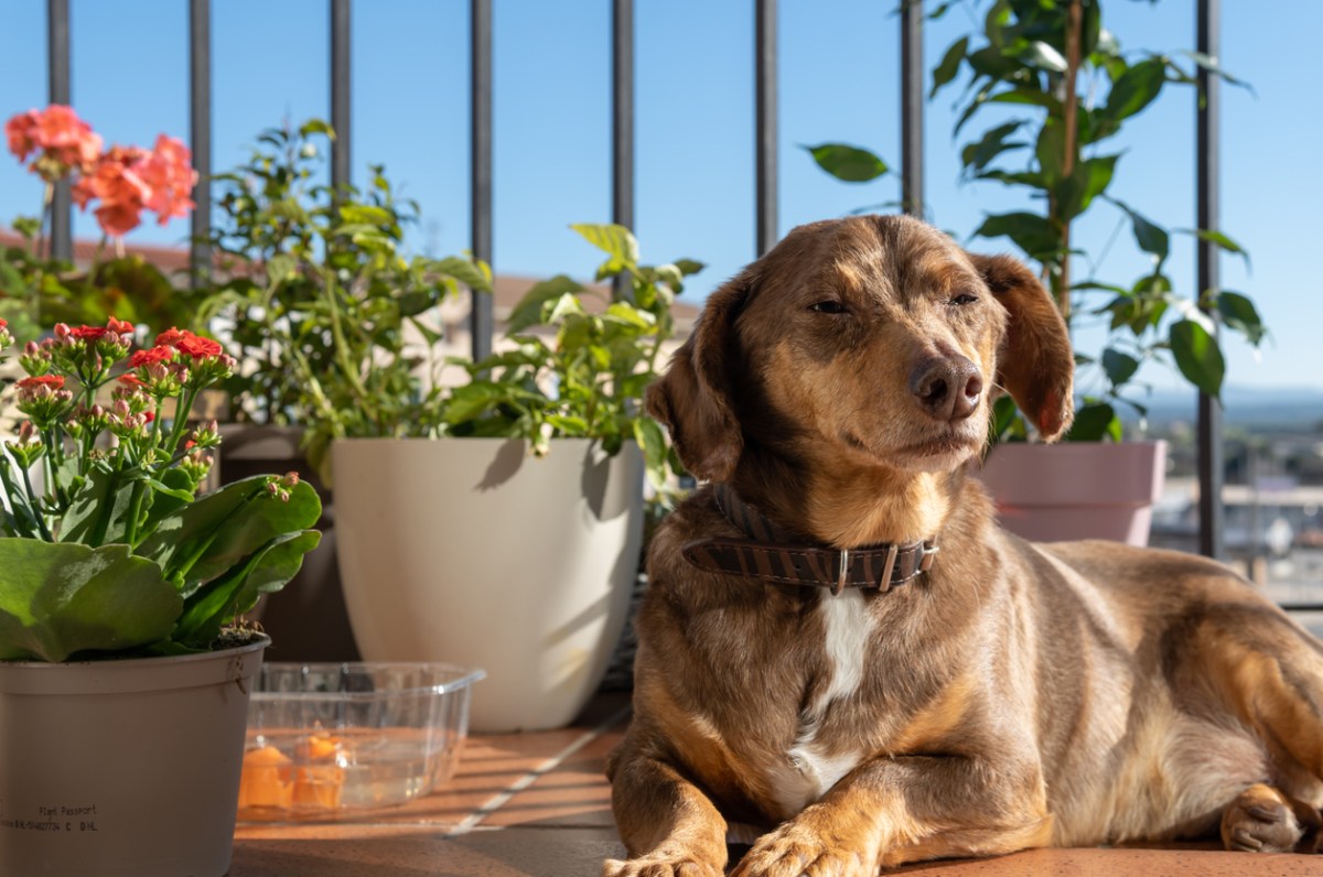 small-brown-dog-looks-content-while-lying-on-a-balcony-patio-near-plants
