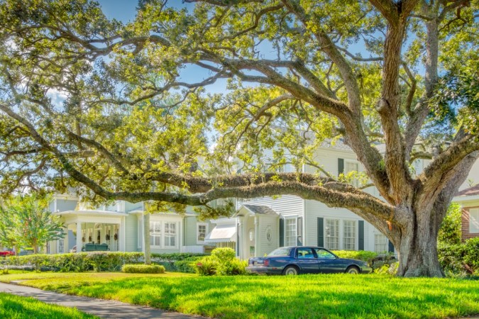 10 Types of Oak Trees That Are Perfect for Home Landscapes