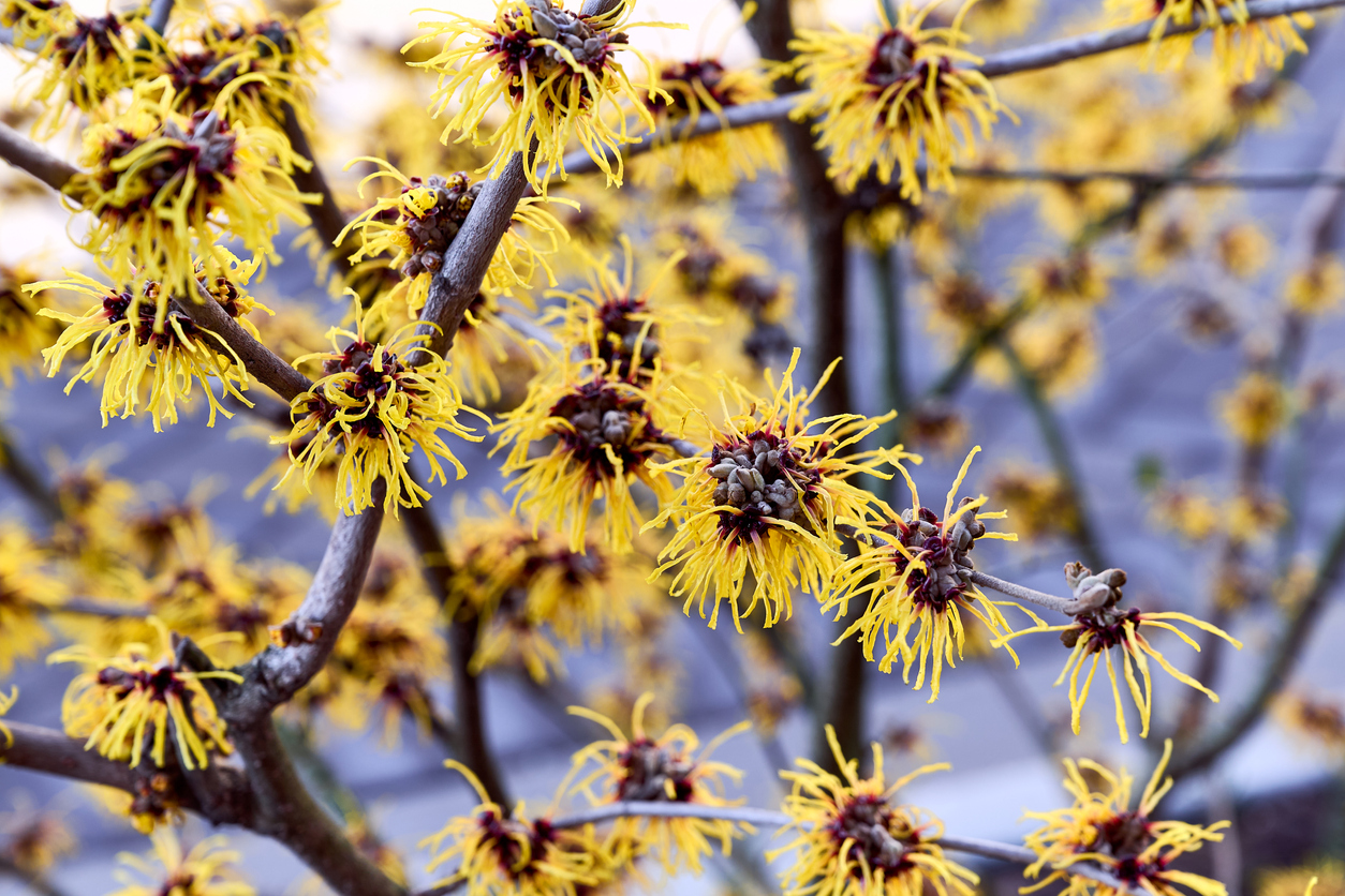 branches of american witch hazel with yellow stringy flower blossoms against blue sky