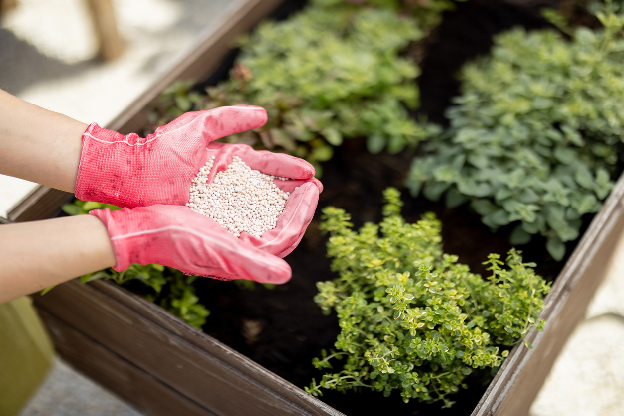 Gardener holds in hands mineral fertilizing at home garden, close-up on pink gloves. Spicy herbs growing on background