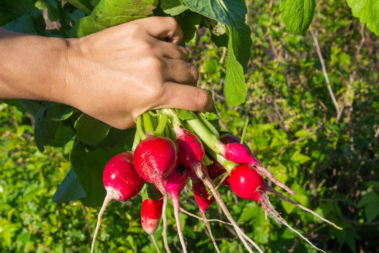 A woman holds in her hand a bunch of freshly plucked radishes. Harvesting radishes.