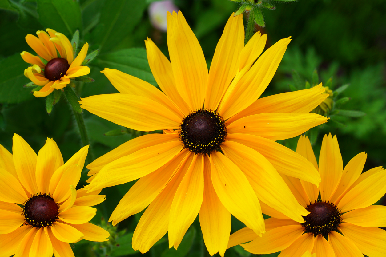 close view of bright yellow black eyed susan flowers