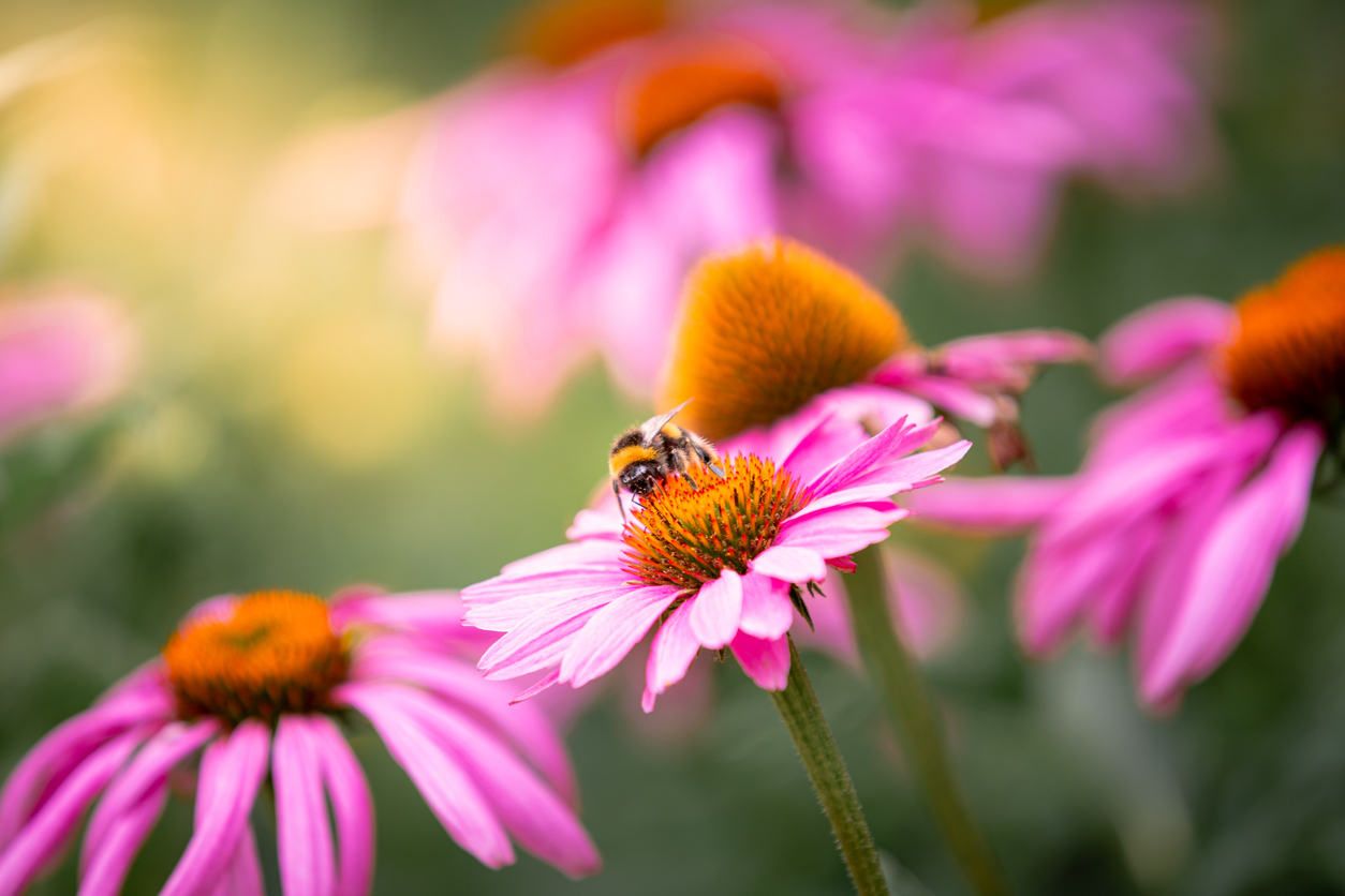 close view of a bee on purple coneflowers