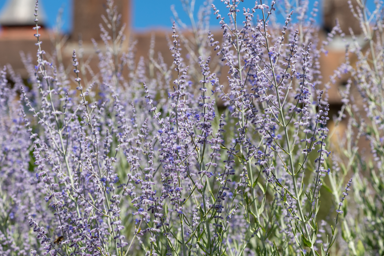 Close up of Russian sage (salvia yangii) flowers in bloom