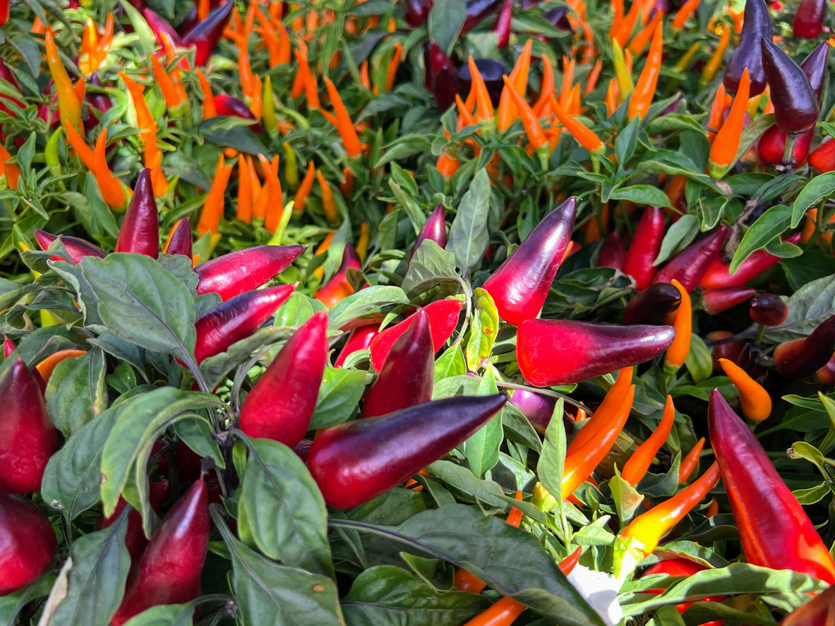patch of ornamental peppers of orange, red, and purple among green leaves