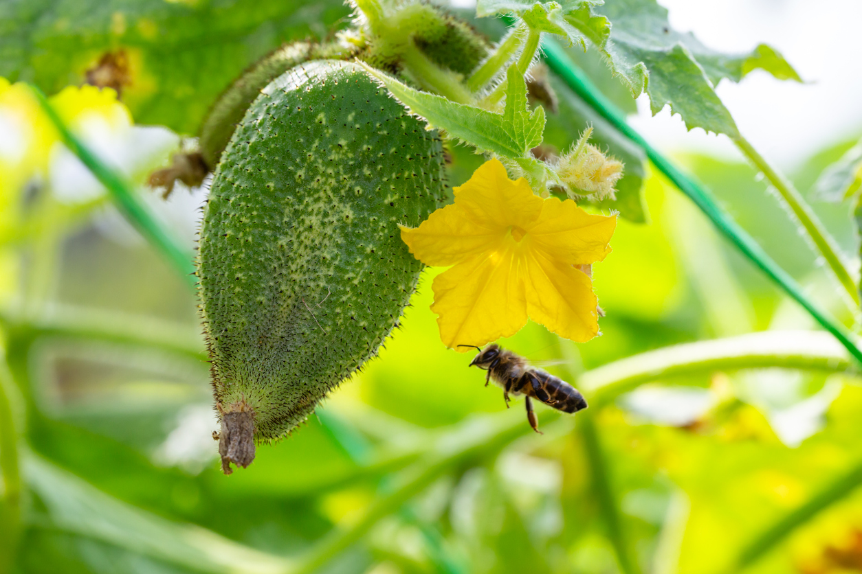 A bee pollinates a yellow cucumber flower macro photography on a summer day. Green cucumber hanging next to a blooming yellow flower close-up photo on a sunny day. Blooming lash of cucumber with ripe fruit macro photography in summer.