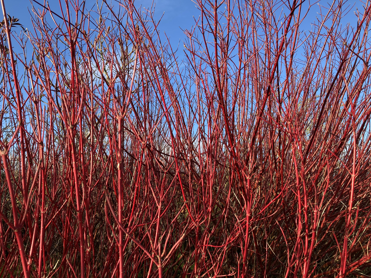 bright red branches of red twig dogwood tree against blue sky