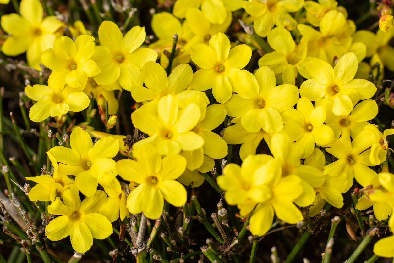 Winter jasmine with its yellow blossoms