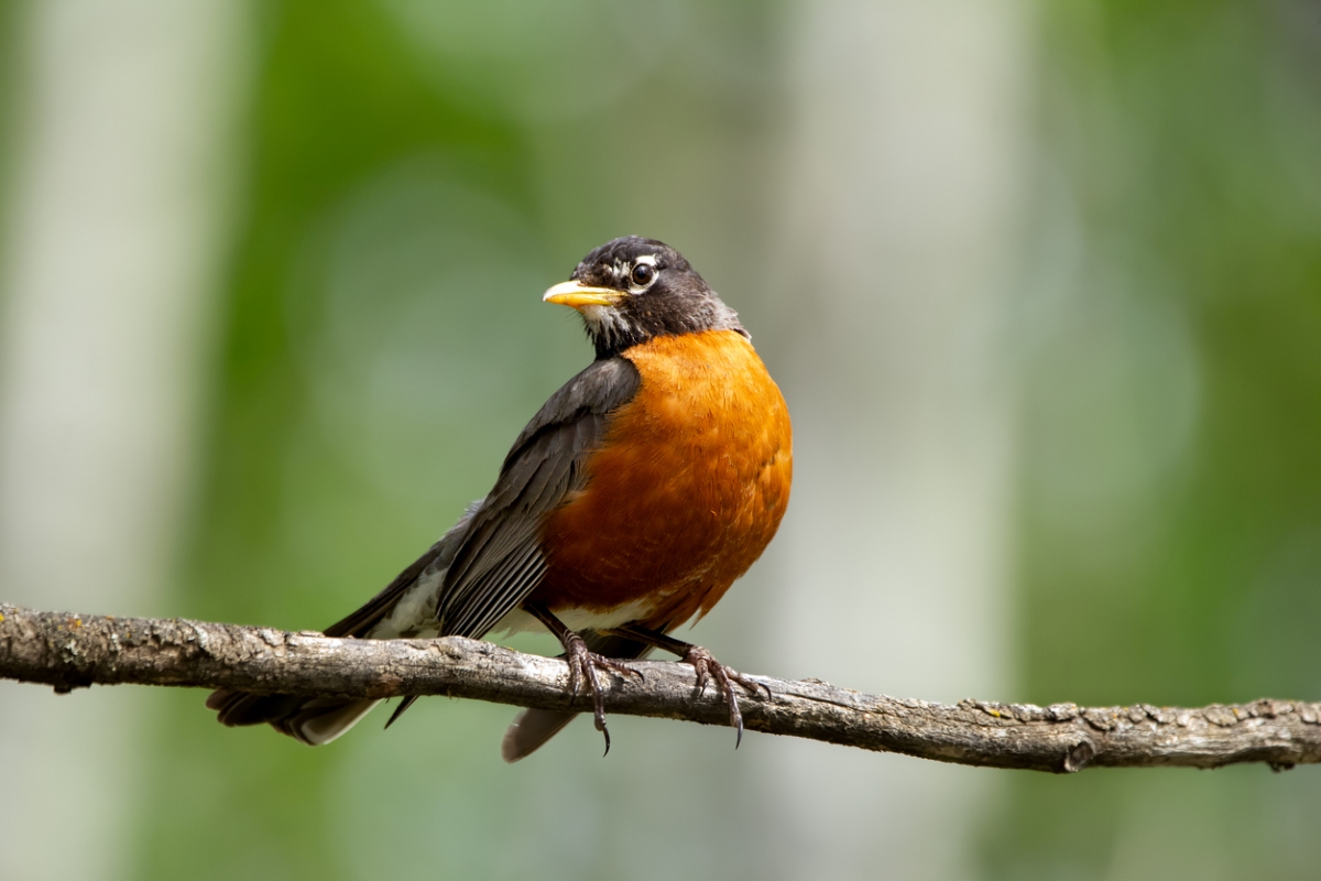 bird with orange belly