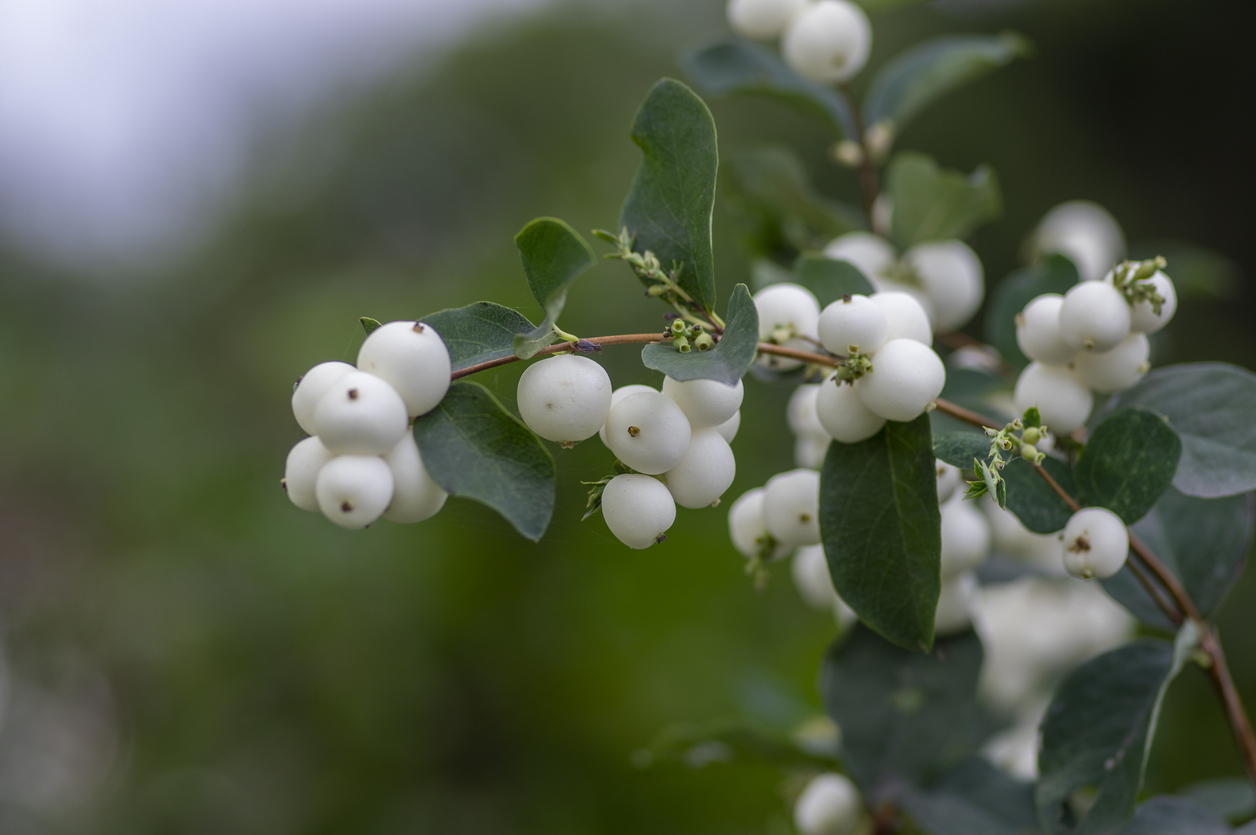 Detail of snow berries white on Symphoricarpos albus branches, beautiful ornamental ripened autumnal white fruits in daylight, green leaves in wooden fence background