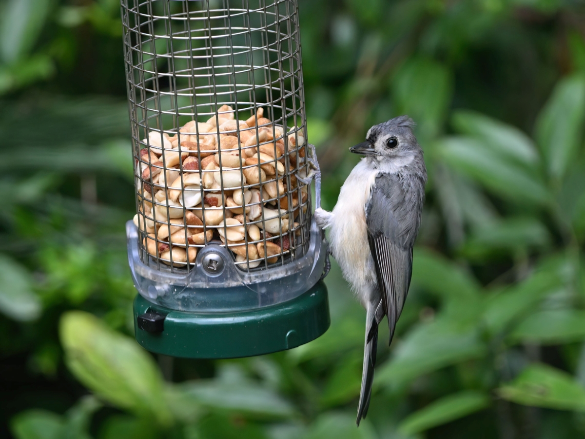 Gray and white bird on bird feeder