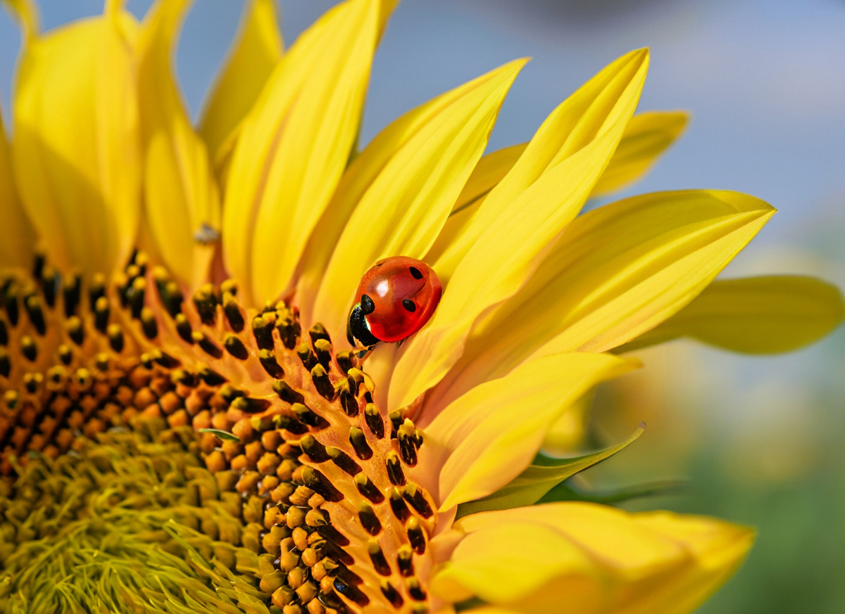 close up of sunflower with ladybug on it