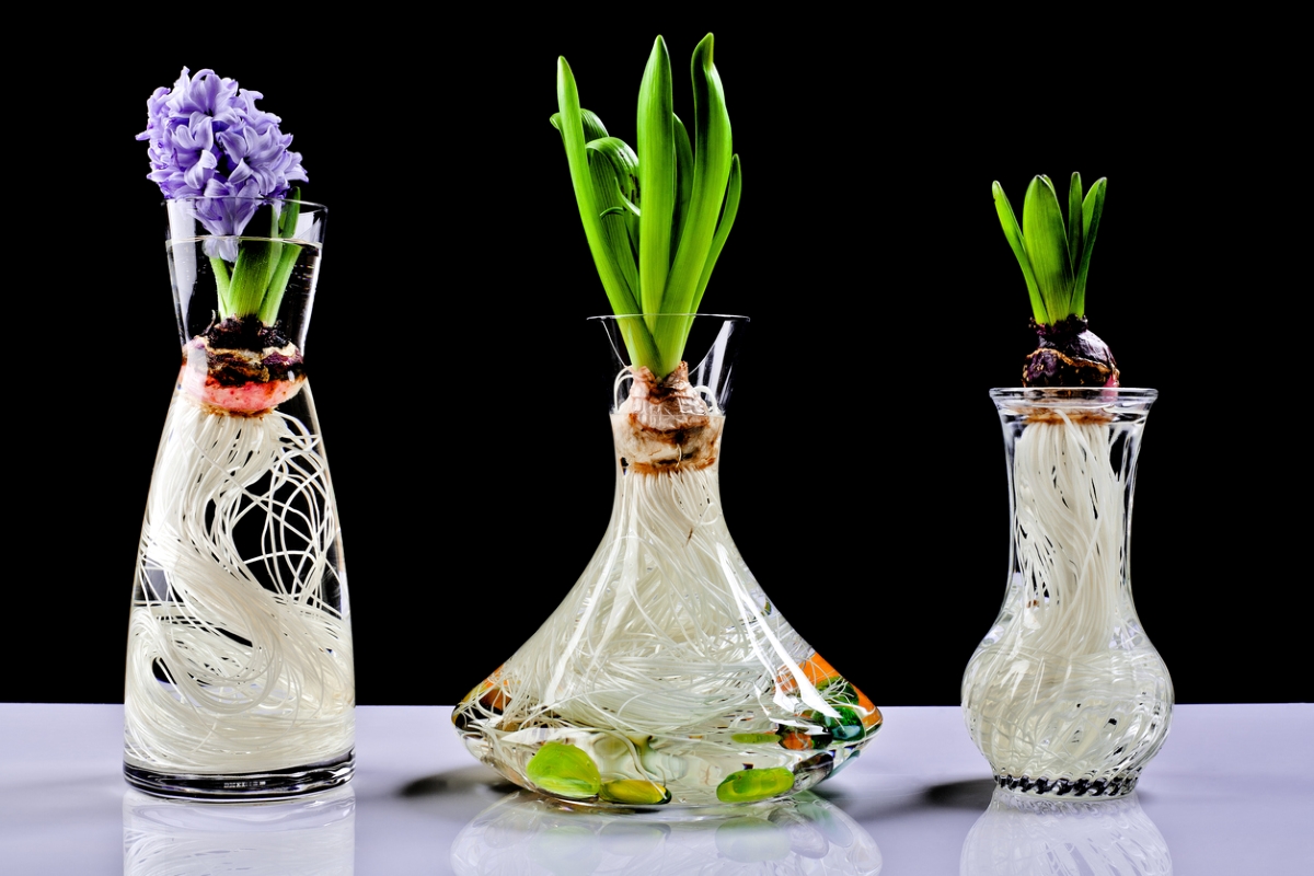 Flower bulbs growing in vases with water