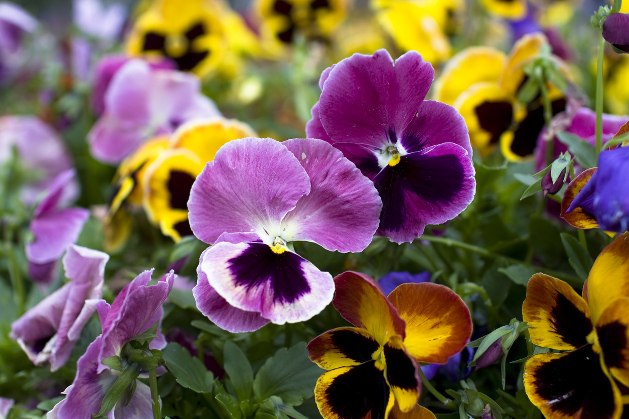 colorful purple and yellow pansies