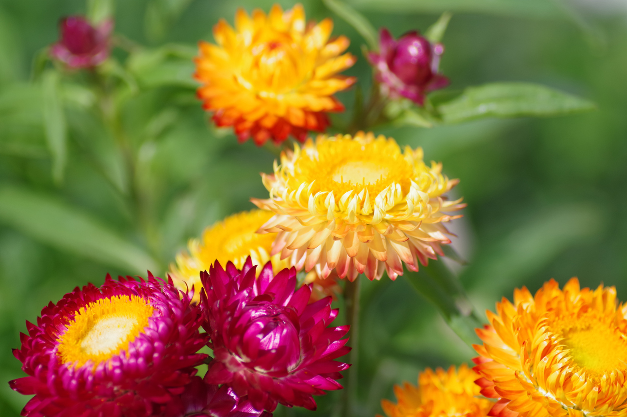 close view of pink and yellow strawflowers