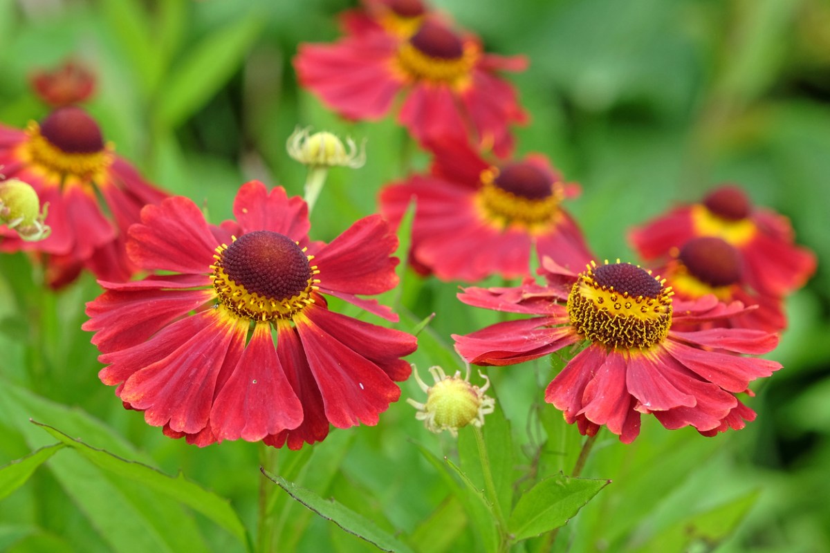 close up view of red helenium flower