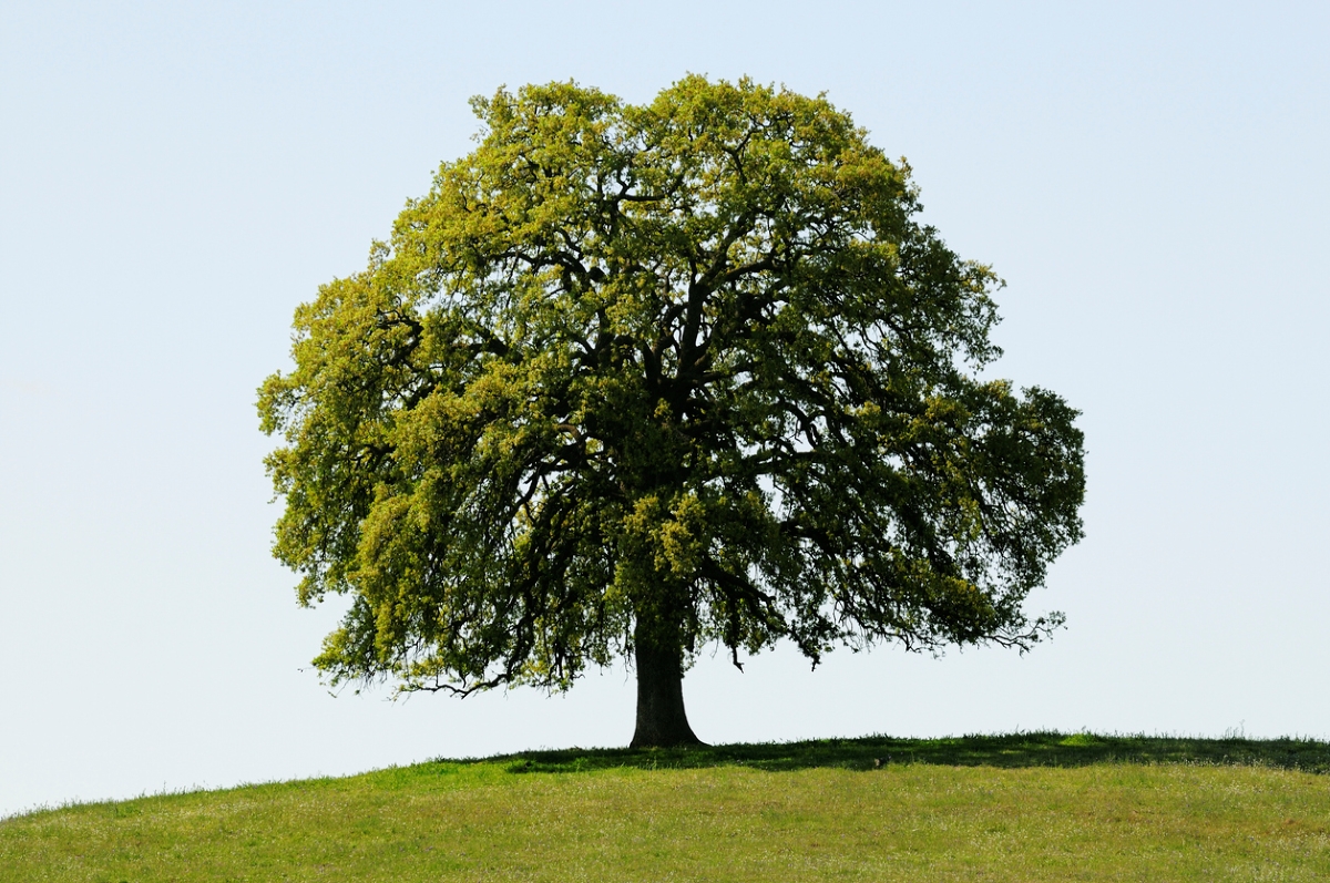 Black oak tree on grassy hill