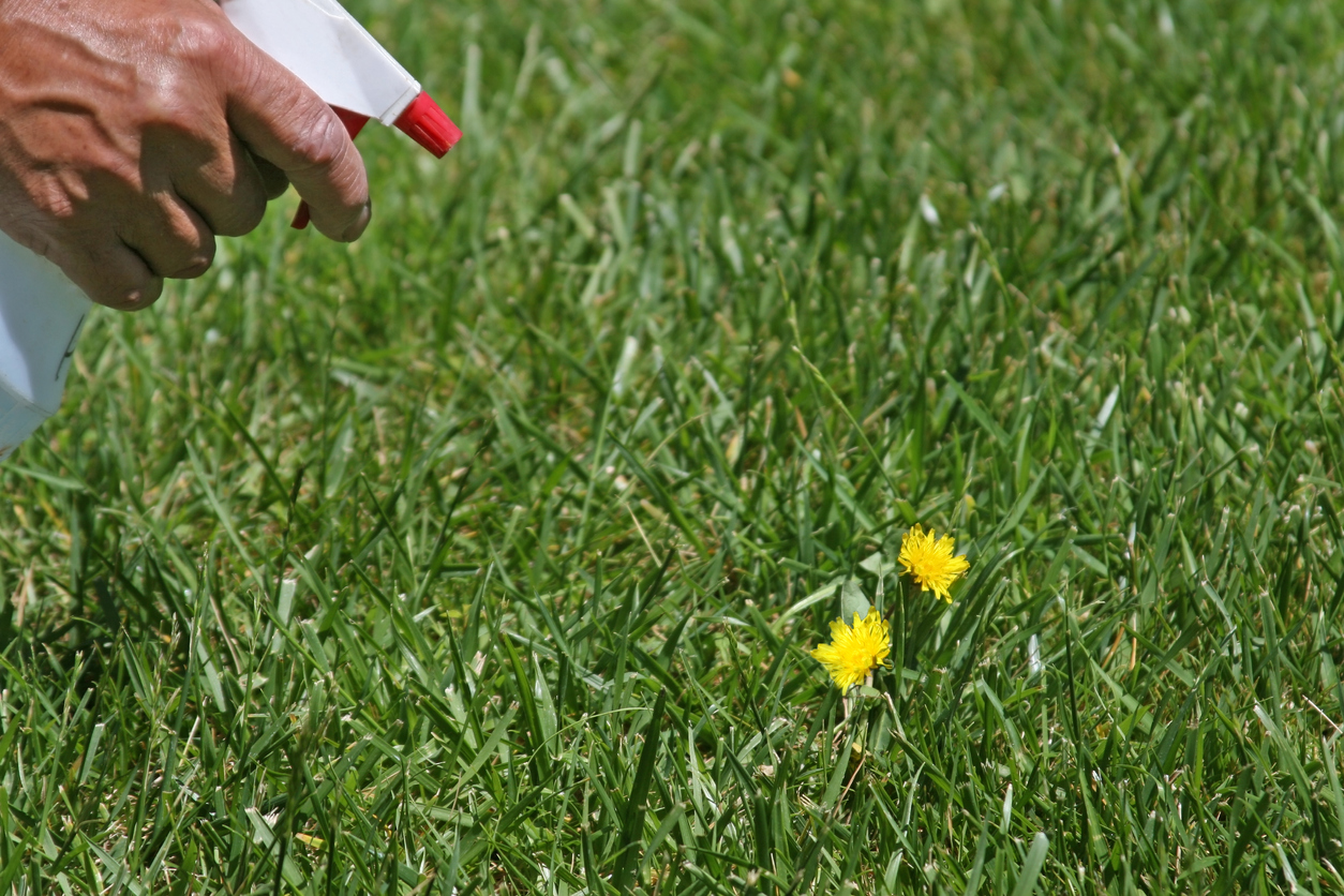 close view of hand holding spray bottle and spraying bleach onto a dandelion weed on green grass