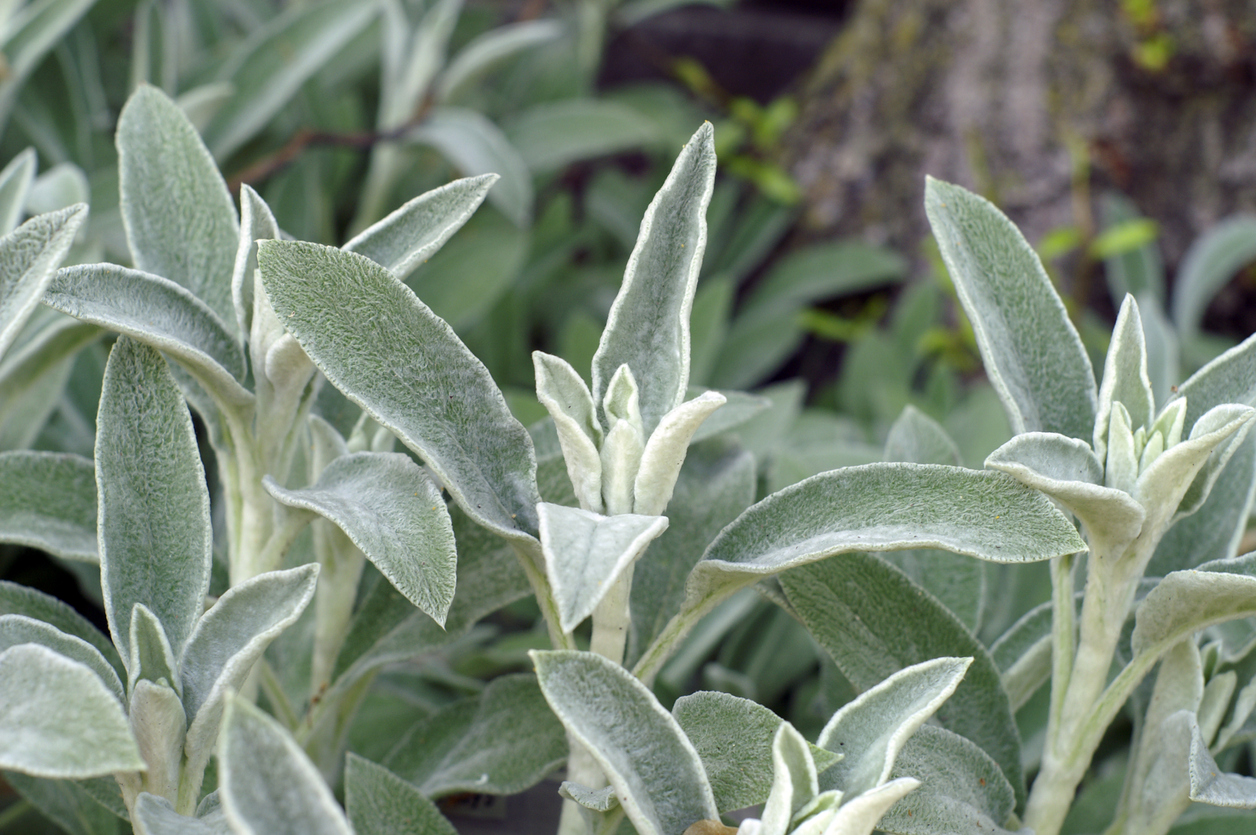 close view of light green leaves of lambs ear plant