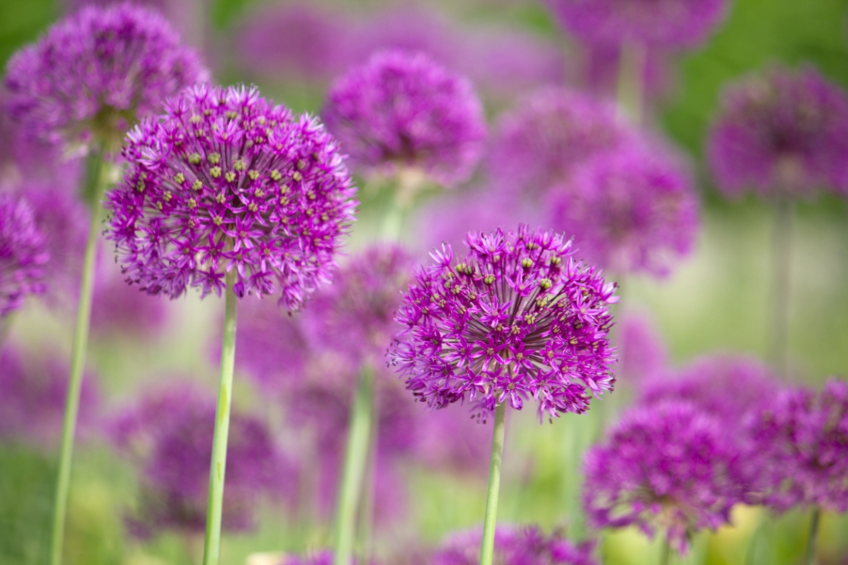 Two round purple flowers