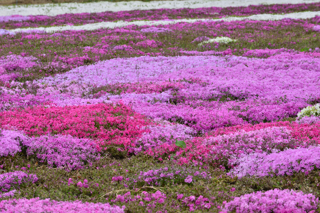 lawn covered in small purple and white creeping phlox flowers