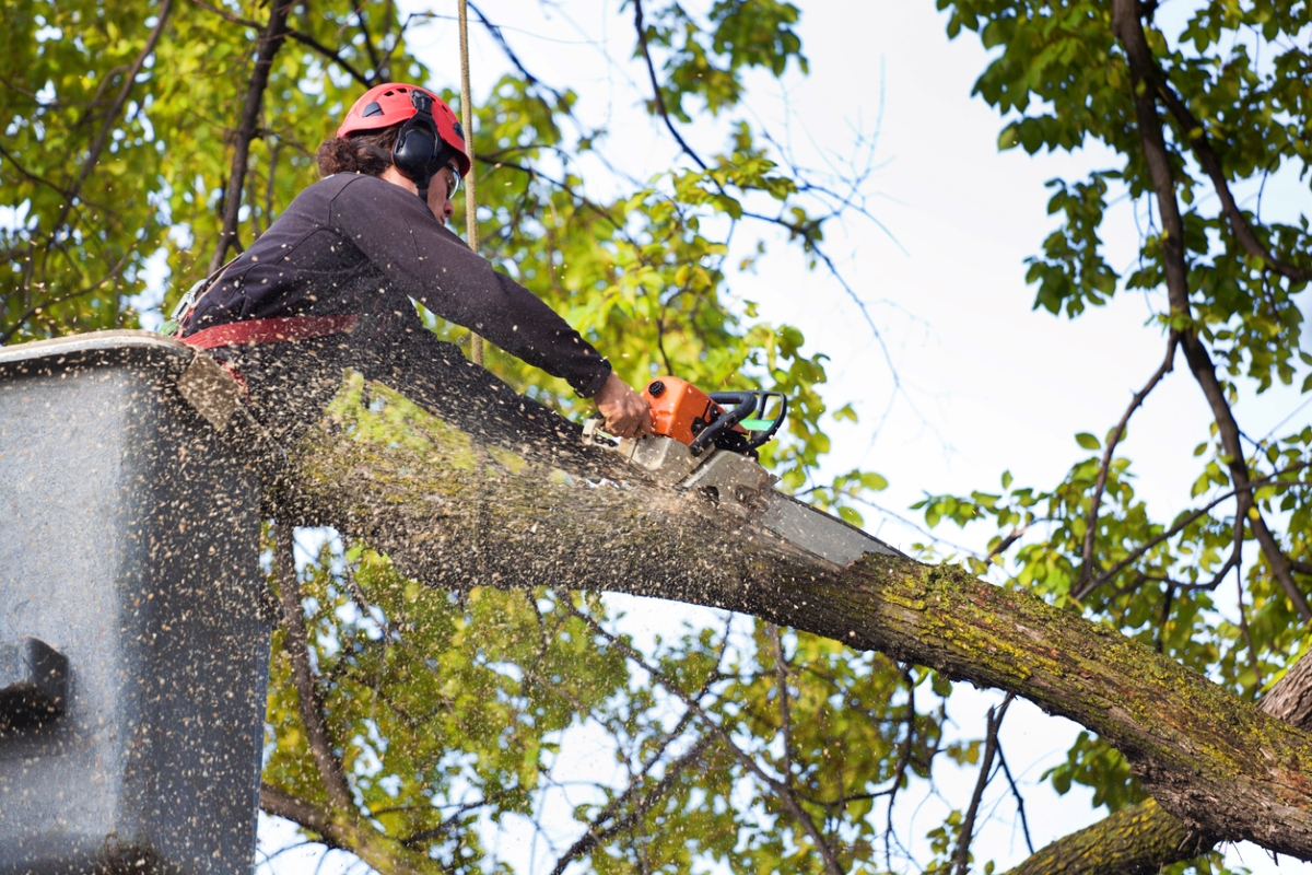 Person removing tree with chainsaw