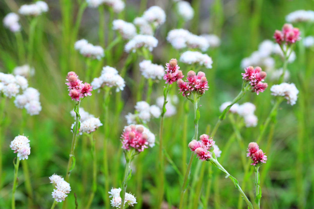 Antennaria dioica. The blossoming plant close up