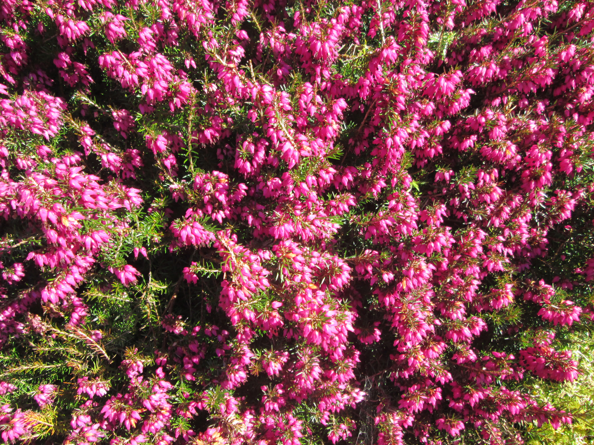 Close-up of Pink flowering Heather (Erica)